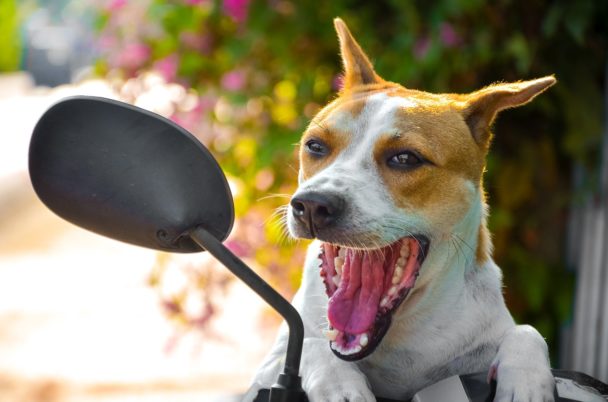 Mi Perro No Obedece Cuando Ve Otros Perros